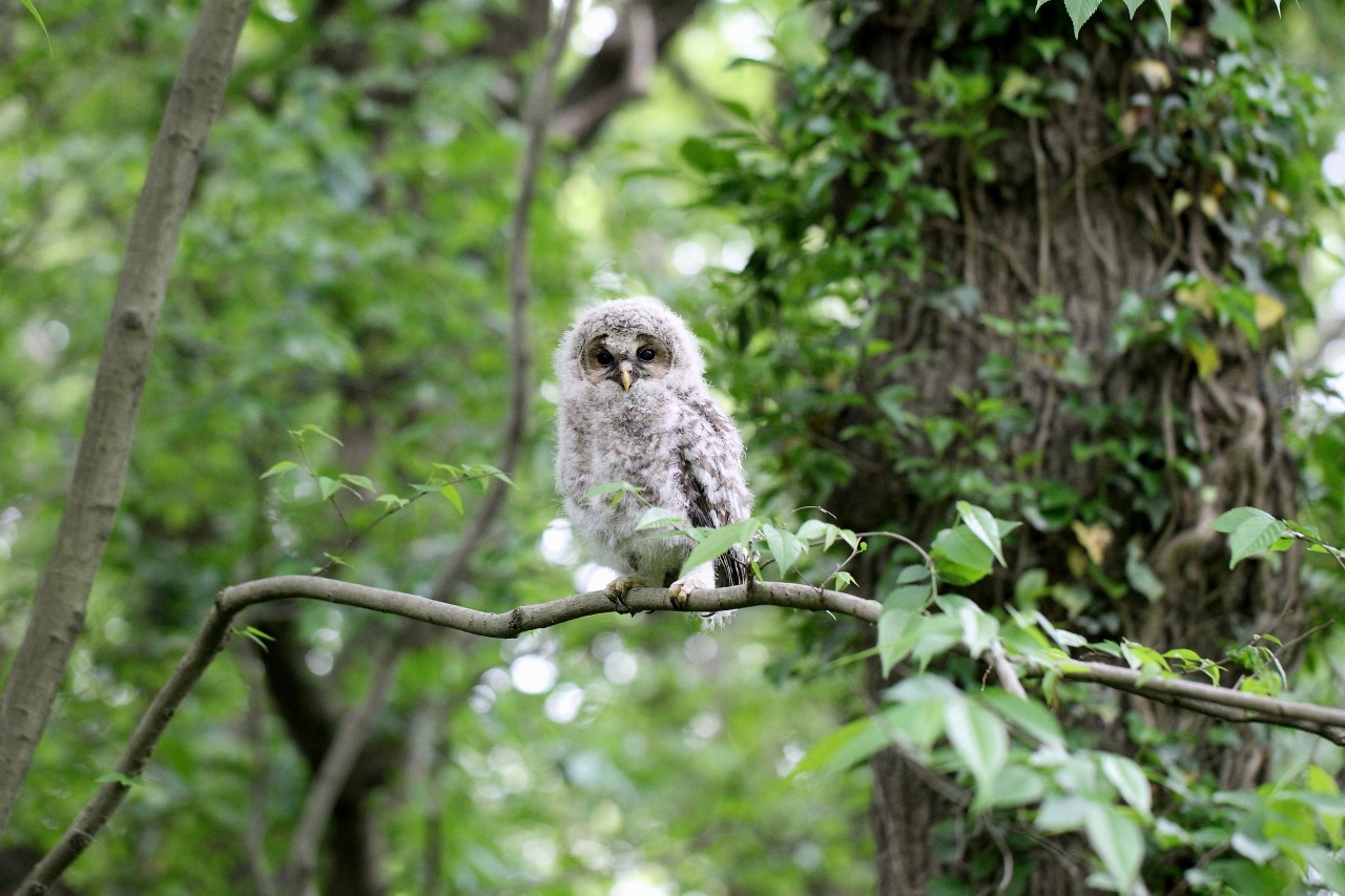 可愛いフクロウ幼鳥ー３ ｔ ｈの野鳥写真