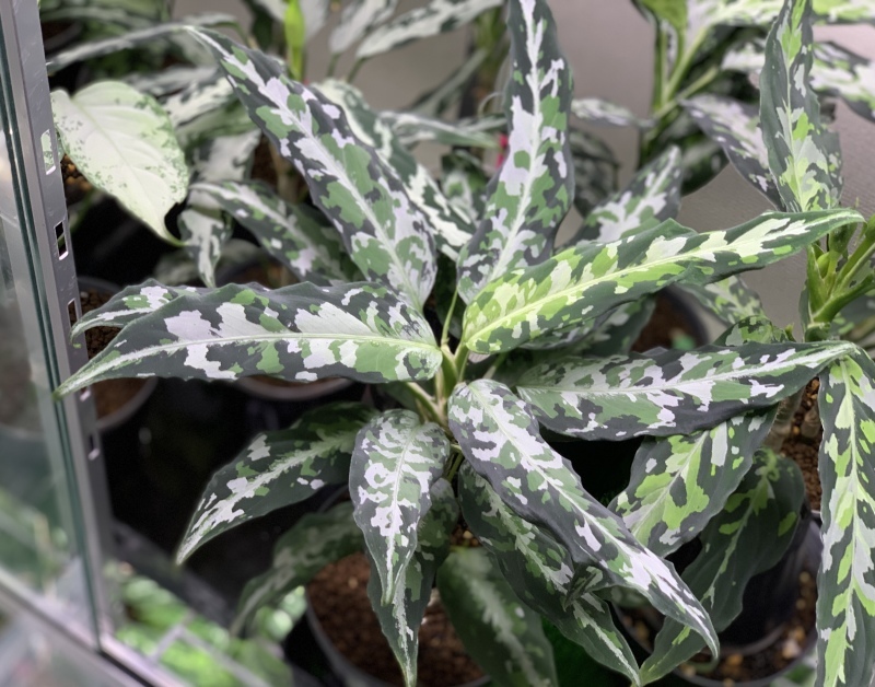 定番 〈LA便〉aglaonema pictum【LA0514-03】中株 植物/観葉植物 - www