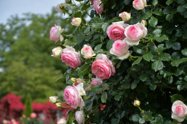 薔薇が美しく咲くガーデンへ ~ あしかがフラワーパーク Ⅰ_b0356401_21391358.jpg