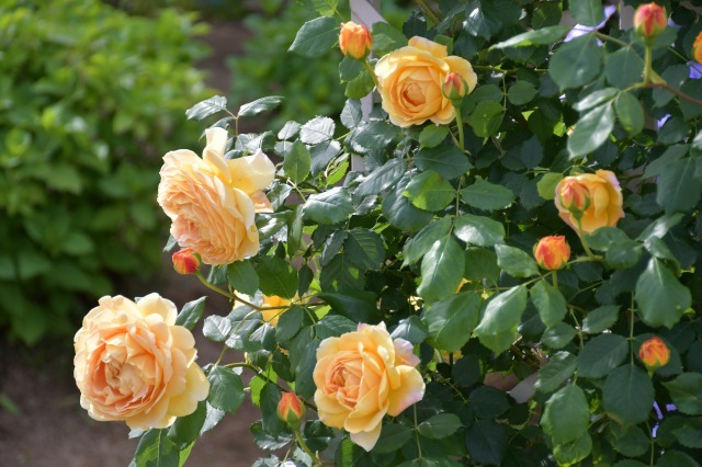 薔薇が美しく咲くガーデンへ ~ あしかがフラワーパーク Ⅰ_b0356401_21391627.jpg