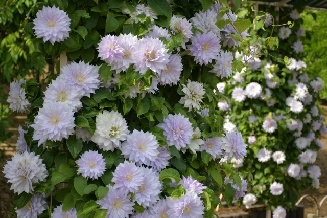 薔薇が美しく咲くガーデンへ ~ あしかがフラワーパーク Ⅰ_b0356401_21400481.jpg