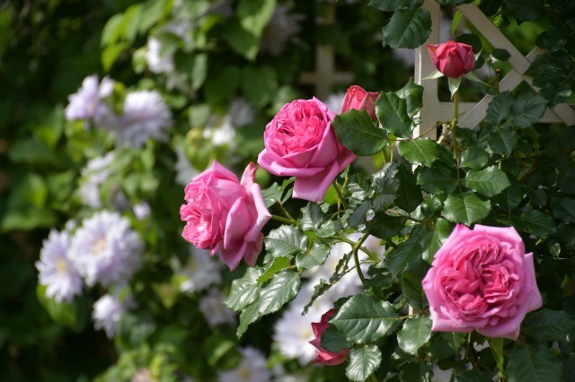 薔薇が美しく咲くガーデンへ ~ あしかがフラワーパーク Ⅰ_b0356401_21401466.jpg