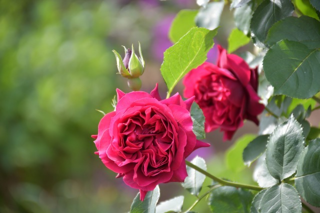 薔薇が美しく咲くガーデンへ ~ あしかがフラワーパーク Ⅰ_b0356401_21402402.jpg