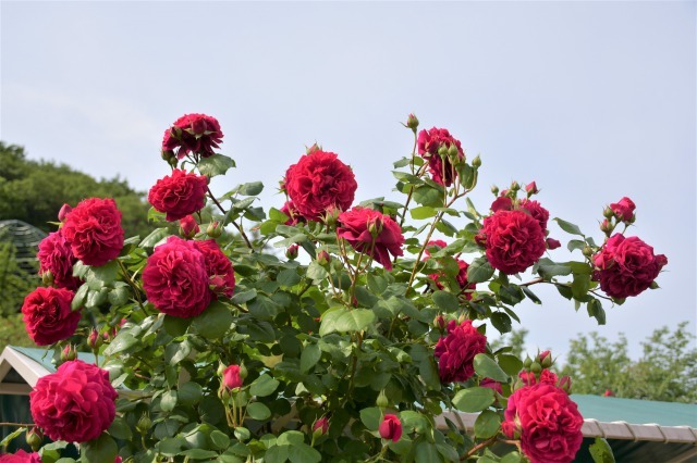 薔薇が美しく咲くガーデンへ ~ あしかがフラワーパーク Ⅰ_b0356401_21402974.jpg