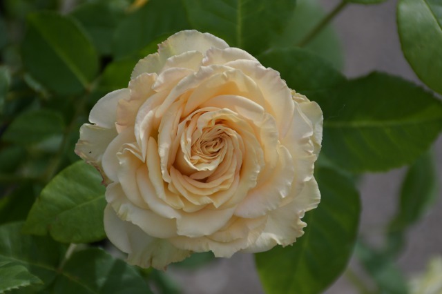 薔薇が美しく咲くガーデンへ ~ あしかがフラワーパーク Ⅰ_b0356401_21405181.jpg