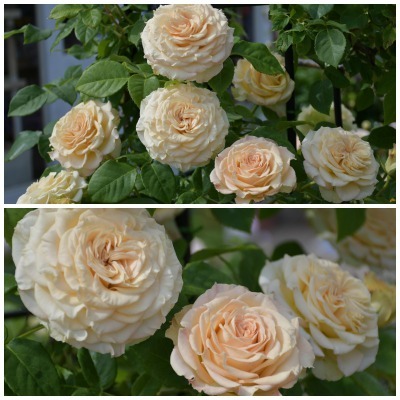 薔薇が美しく咲くガーデンへ ~ あしかがフラワーパーク Ⅰ_b0356401_21405586.jpg