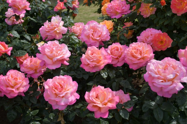 薔薇が美しく咲くガーデンへ ~ あしかがフラワーパーク Ⅰ_b0356401_21411777.jpg