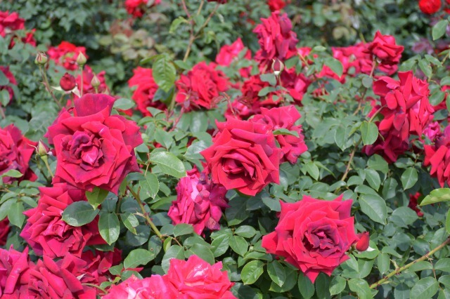 薔薇が美しく咲くガーデンへ ~ あしかがフラワーパーク Ⅰ_b0356401_21412118.jpg