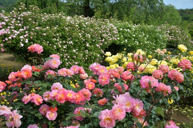 薔薇が美しく咲くガーデンへ ~ あしかがフラワーパーク Ⅰ_b0356401_21412670.jpg