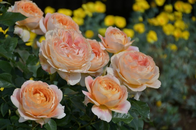 薔薇が美しく咲くガーデンへ ~ あしかがフラワーパーク Ⅰ_b0356401_21412960.jpg