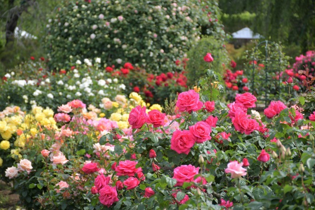 薔薇が美しく咲くガーデンへ ~ あしかがフラワーパーク Ⅰ_b0356401_21413383.jpg