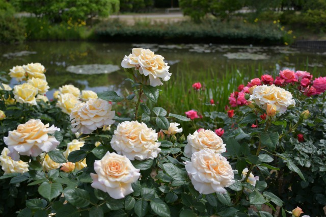 薔薇が美しく咲くガーデンへ ~ あしかがフラワーパーク Ⅰ_b0356401_21413676.jpg