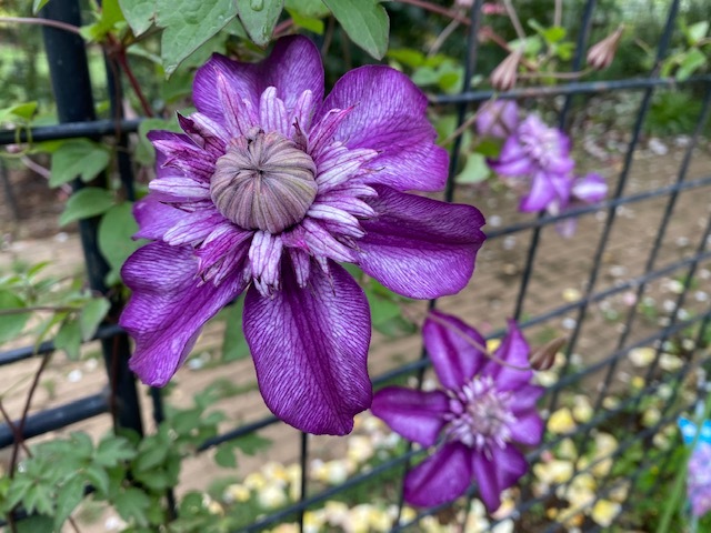 花柄摘み_d0130714_20592457.jpg