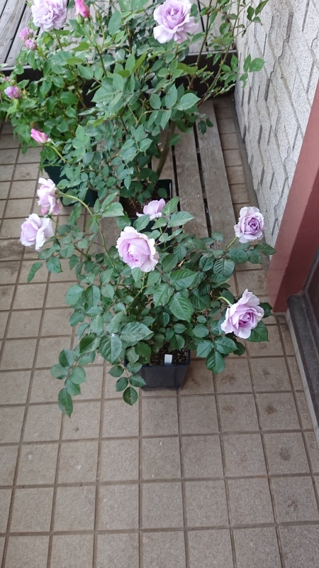 バラ大苗リラ 園芸ネット本店｜[26年1月中下旬予約]ロサ・オリエン