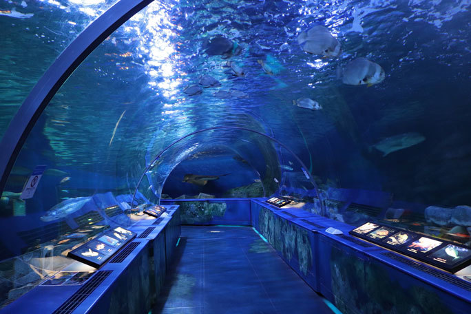 しながわ水族館「トンネル水槽」①~古代魚ターポンとサメたち(August 2020)_b0355317_21284727.jpg