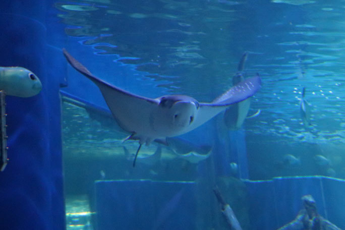 しながわ水族館「トンネル水槽」①~古代魚ターポンとサメたち(August 2020)_b0355317_21304952.jpg
