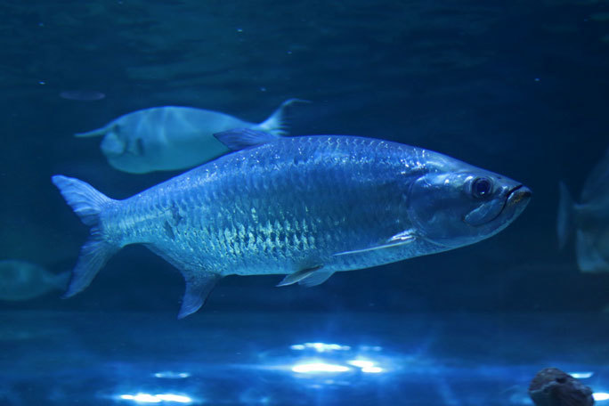 しながわ水族館「トンネル水槽」①~古代魚ターポンとサメたち(August 2020)_b0355317_21321846.jpg