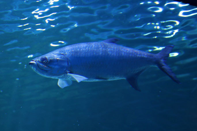 しながわ水族館「トンネル水槽」①~古代魚ターポンとサメたち(August 2020)_b0355317_21332799.jpg