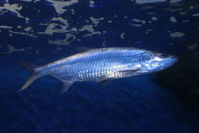 しながわ水族館「トンネル水槽」①~古代魚ターポンとサメたち(August 2020)_b0355317_21394268.jpg