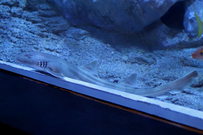 しながわ水族館「トンネル水槽」①~古代魚ターポンとサメたち(August 2020)_b0355317_21452300.jpg
