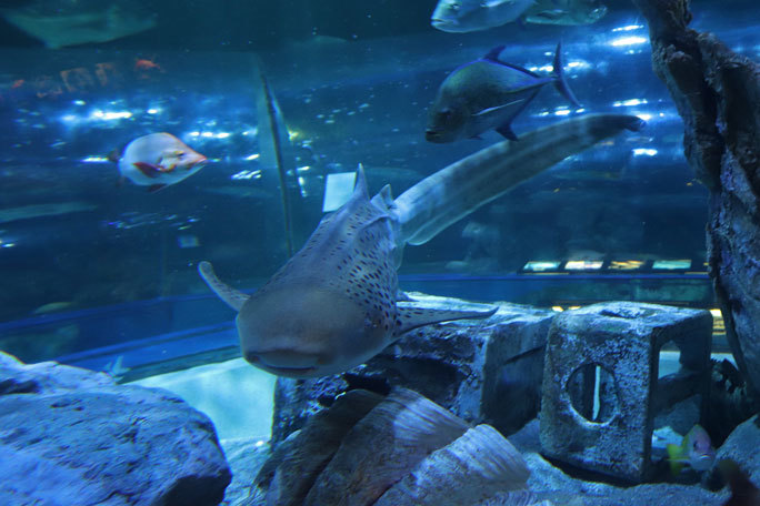 しながわ水族館「トンネル水槽」①~古代魚ターポンとサメたち(August 2020)_b0355317_21454423.jpg