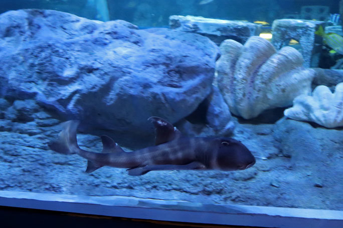 しながわ水族館「トンネル水槽」①~古代魚ターポンとサメたち(August 2020)_b0355317_21465402.jpg