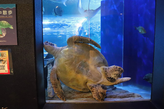 しながわ水族館「トンネル水槽」①~古代魚ターポンとサメたち(August 2020)_b0355317_21475504.jpg