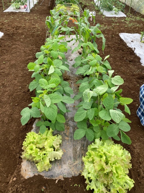 農業体験教室5 トマトの整枝と誘引とトウモロコシの追肥_d0348118_19532745.jpeg