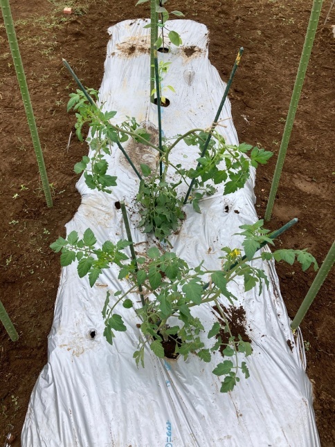 農業体験教室5 トマトの整枝と誘引とトウモロコシの追肥_d0348118_21021093.jpeg