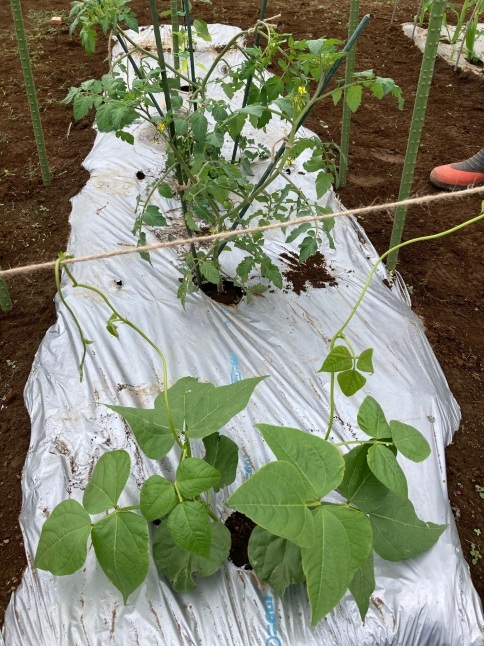 農業体験教室5 トマトの整枝と誘引とトウモロコシの追肥_d0348118_21042691.jpeg