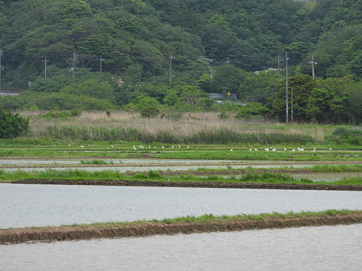 梅雨穴_f0214649_09172173.jpg