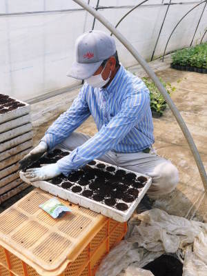 匠の高級マスクメロン(アールスメロン)令和3年7月下旬からの出荷に向け定植後の様子を現地取材!_a0254656_17313732.jpg