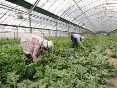 匠の高級マスクメロン(アールスメロン)令和3年7月下旬からの出荷に向け定植後の様子を現地取材!_a0254656_17494734.jpg