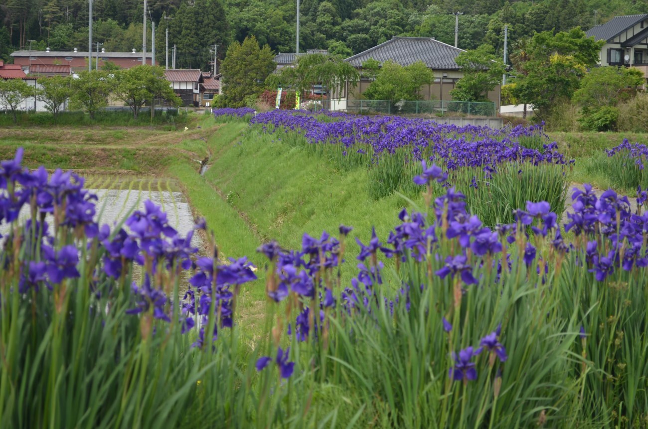 気が付けばこんな季節・・あやめロード_d0283357_15150020.jpg