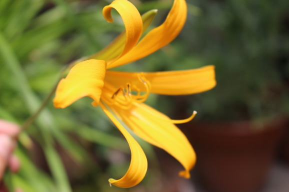 ニッコウキスゲ ひげ爺の花便り