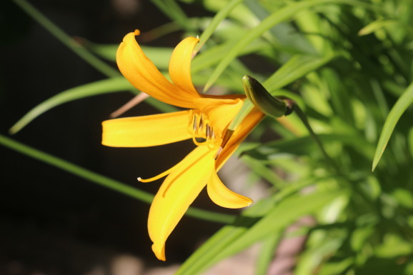 ニッコウキスゲ ひげ爺の花便り