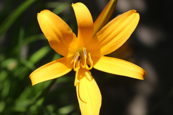 ニッコウキスゲ ひげ爺の花便り