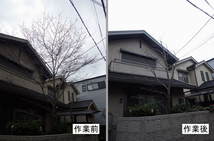 ハナミズキの強剪定 京都市庭木剪定 庭 佳niwaka 庭木1本からの植木屋 ハナミズキの強剪定 京都市庭木剪定 庭 佳niwaka 庭木1本からの植木屋