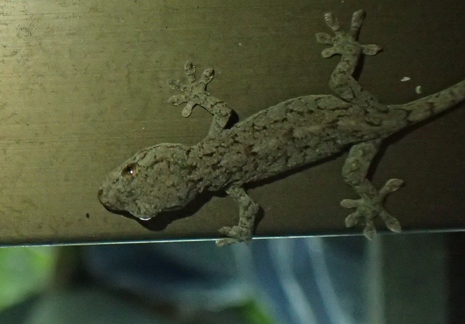 ヤモリの子供 ニホンヤモリ Gekko Japonicus 写ればおっけー コンデジで虫写真