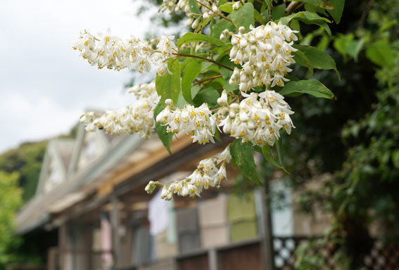 卯の花に夏は来ぬ_b0145296_13101526.jpg