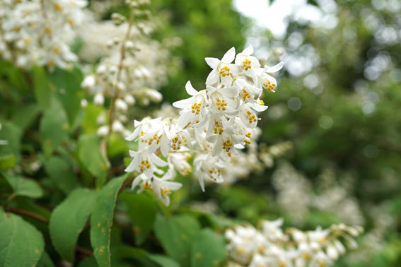 卯の花に夏は来ぬ_b0145296_13101851.jpg