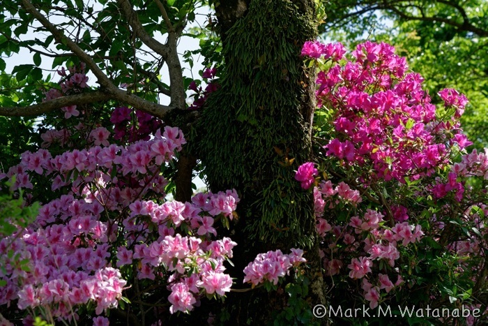 長寿ヶ丘つつじ公園-2_e0135098_02590365.jpg