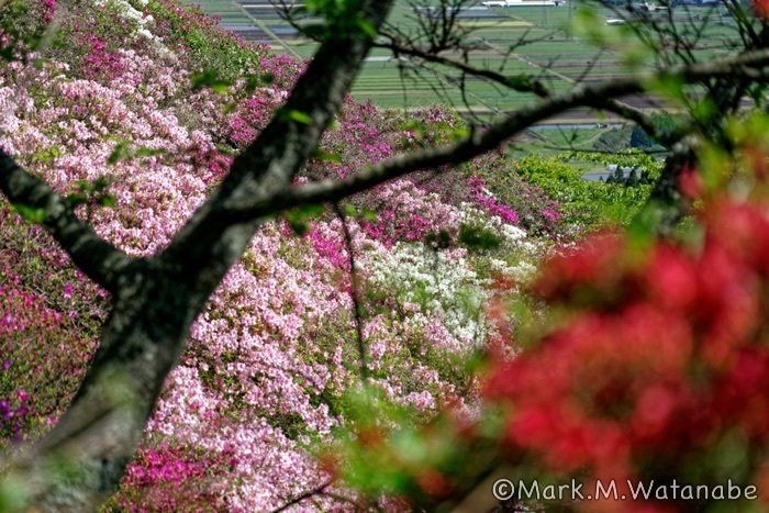 長寿ヶ丘つつじ公園-2_e0135098_02591442.jpg