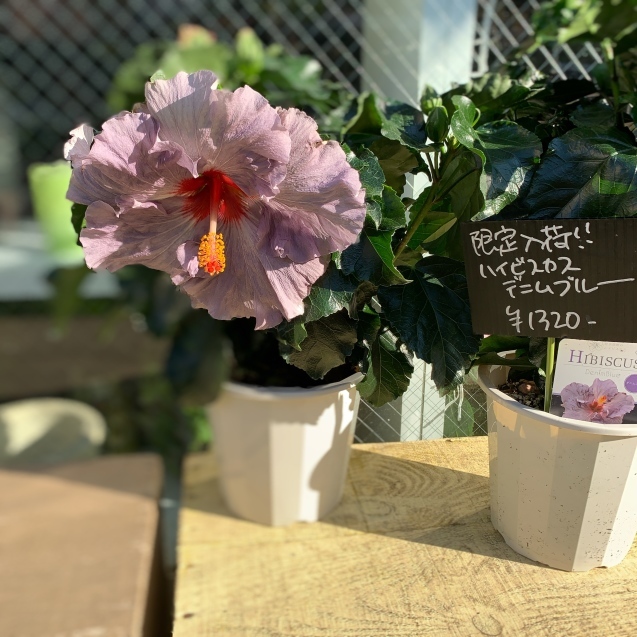 ハイビスカス デニムブルー 大宮のウエディング 装花専門店 Misena ブログ ハイビスカス デニムブルー 大宮のウエディング 装花専門店 Misena ブログ
