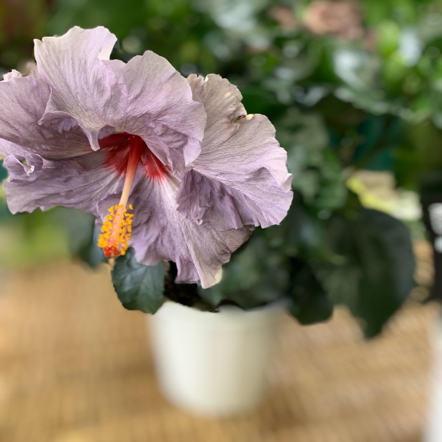 ハイビスカス デニムブルー 大宮のウエディング 装花専門店 Misena ブログ ハイビスカス デニムブルー 大宮のウエディング 装花専門店 Misena ブログ