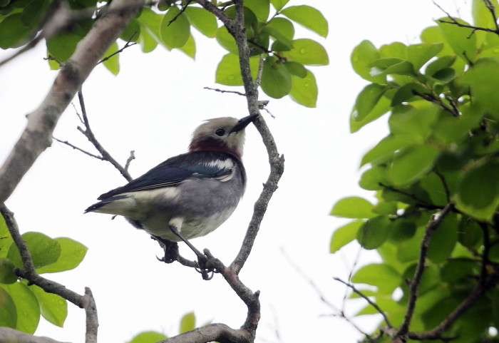 町中の野鳥たち（コムクドリ・ササゴイ）_f0239515_14052103.jpg