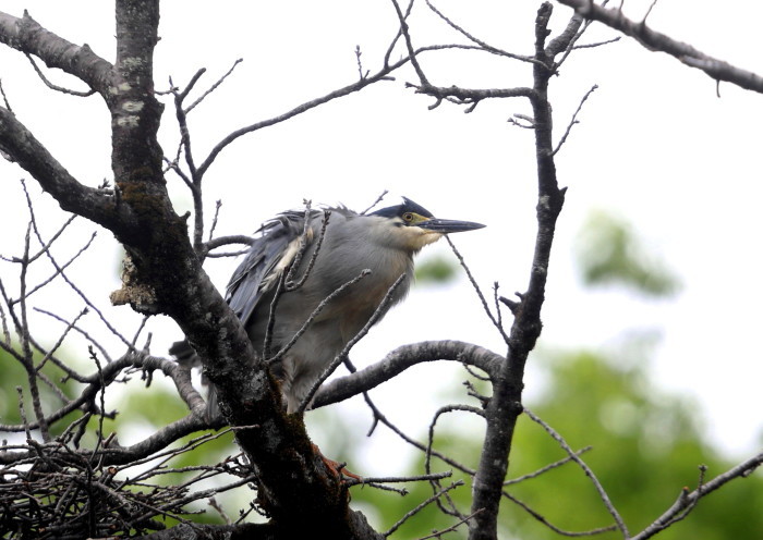 町中の野鳥たち（コムクドリ・ササゴイ）_f0239515_14083343.jpg