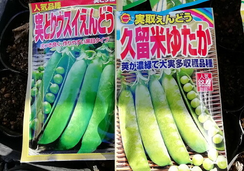 ショック！！！久留米豊が、甘くない・・・収穫遅れ？？天候のせい