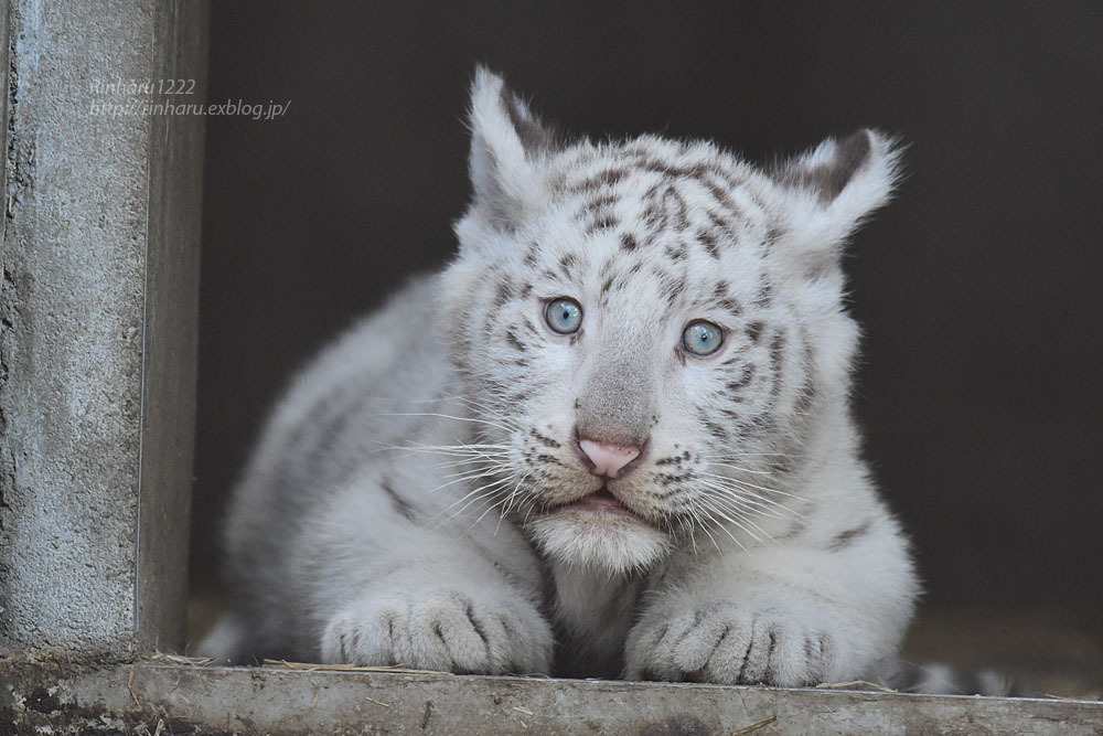 21 5 23 宇都宮動物園 ホワイトタイガーのシラナミ姫と赤ちゃん White Tiger その1 青空に浮かぶ月を眺めながら 21 5 23 宇都宮動物園 ホワイトタイガーのシラナミ姫と赤ちゃん White Tiger その1 青空に浮かぶ月を眺めながら