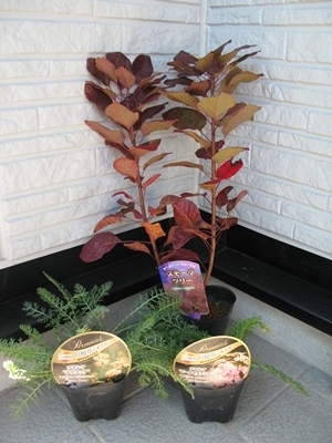 スモークツリー ベルベットクローク / 656 スモークツリー 'ベルベット